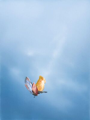 Eilike Schlenkhof Butterfliege 2022.jpeg