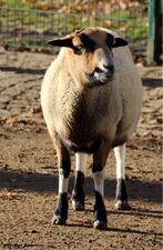 Foto G. Biedermann