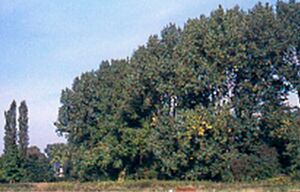Monno-Bild14-Ostbach-Pappel.jpg