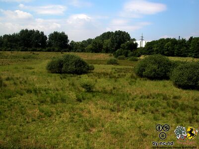 Die höheren Bäume stehen an einer Bahnstrecke. Dahinter fließt der Landwehrbach.