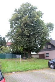 Urbanuslinde und Pestkreuz