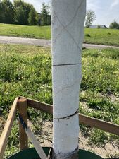 Angesägter Stamm der Corona-Linde (06.05.2022)