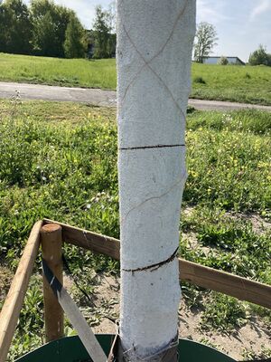 Corona-Linde angesägter Stamm TS 20220506.jpg