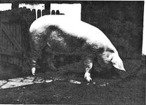 Unruhig harrt das Schwein der Dinge, die da kommen. Vielleicht ahnt es etwas?