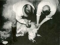 Das Schwein wird mit heißem Wasser übergossen, um die Borsten besser entfernen zu können.