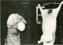 Durch kräftiges Aufblasen wird die Blase erweitert, um mehr Raum für die Füllung zu schaffen.