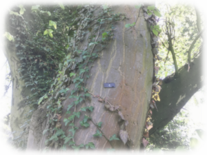 Heinz Schaefer Baumnummern Thorsten Schmidt oJ oO.png