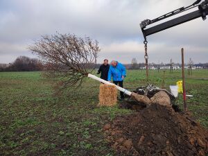 Pflanzung der Corona-Linde am 07.02.2021. (Mathias Grunert, Gerd E. Schug)