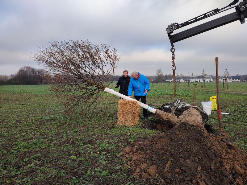 Datei:Pflanzung Corona Linde 20211207 100916 Marcus Schubert.jpg