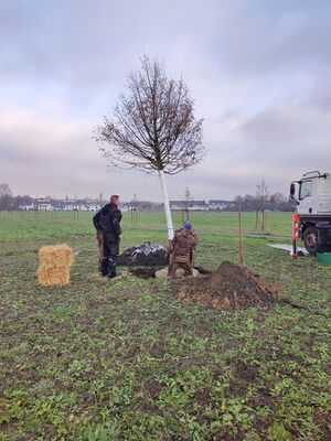 Pflanzung Corona Linde 20211207 101413 Marcus Schubert.jpg