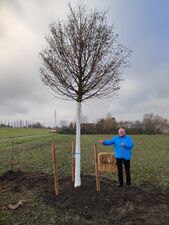 Pflanzung der Corona-Linde am 07.02.2021. (Gerd E. Schug)