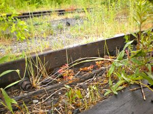 Ringlokschuppen P6050028 Thorsten Schmidt 20110605.jpg