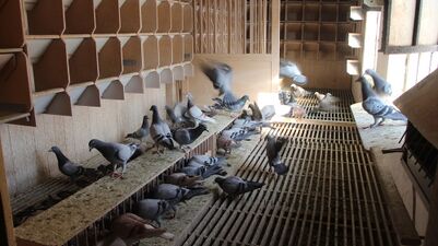 Taubenschlag der Brüder Borg