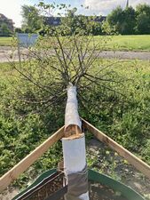 Nach dem Wind umgestürzte Corona-Linde am 12.05.2022