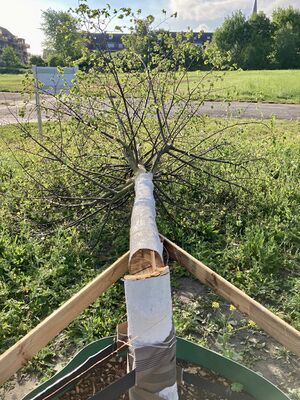 Umgestürtze Corona-Linde TS 20220512.jpg