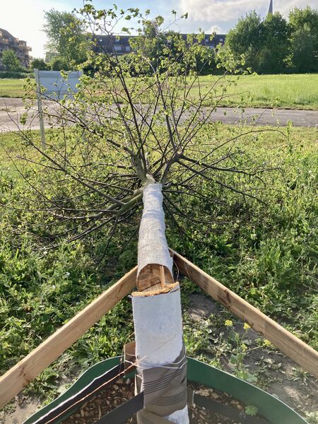 Datei:Umgestürtze Corona-Linde TS 20220512.jpg