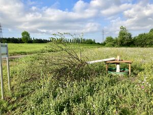 Nach dem Wind umgestürzte Corona-Linde am 12.05.2022