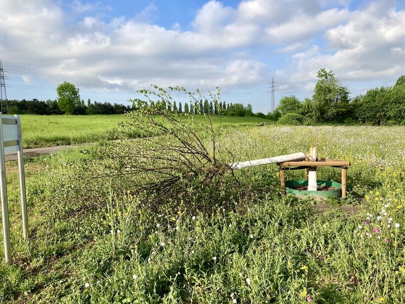 Datei:Umgestürzte Corona-Linde 2 TS 20220512.jpg